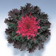 Капуста декоративная (Brassica oleracea) Coral Queen P9