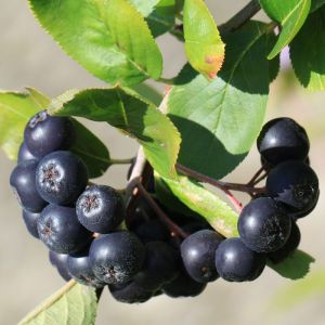 Саженец Арония черноплодная (черноплодка) (40-70 см, 2 л)