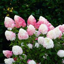 Гортензия метельчатая Pink and Rose (Пинк энд роуз) С3 30-40 см