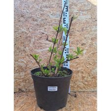 Гортензия метельчатая Strawberry Blossom (Строберри Блоссом) С3 30-40 см