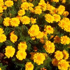 Бархатцы отклонённые (Tagetes patula) Durango yellow