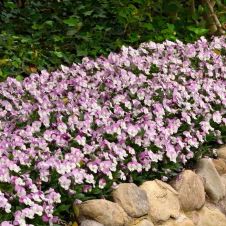 Виола рогатая (Viola cornuta) Sorbet XP pink wing