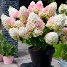 Гортензия метельчатая Little Blossom (Литтл блоссом) С3 30-40 см