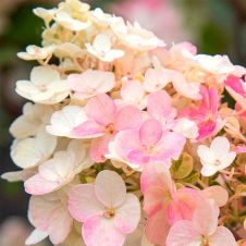 Гортензия метельчатая Little Blossom (Литтл блоссом) С3 30-40 см