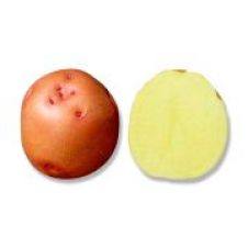 Картофель Солнечный, суперэлита, 2,5 кг