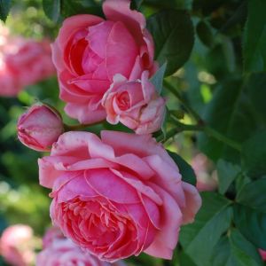 Роза плетистая Фомоста (Fomosta)