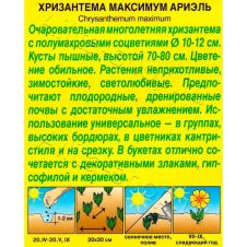 Хризантема Ариэль 0,1 г Аэлита
