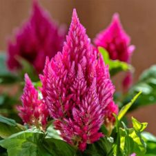 Целозия Кимоно Черри Ред 15 шт