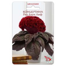 Целозия горшечная Концертина Ред Дарк Лиф 8 шт Биотехника