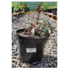 Астильба Арендса Фанал (Fanal) С2-3 л