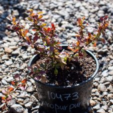 Барвинок Атропурпурия (Atropurpurea) С2-3 л