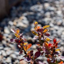 Барвинок Атропурпурия (Atropurpurea) С2-3 л