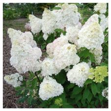 Гортензия метельчатая Diamantino (Диамантино) С2/3 30-40 см