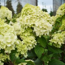 Гортензия метельчатая Diamantino (Диамантино) С2/3 30-40 см