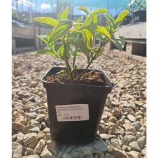 Гортензия метельчатая Diamantino (Диамантино) С2/3 30-40 см