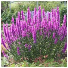 Дербенник иволистный Роберт (Robert) С2-3 л