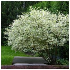 Дерен белый Elegantissima (Элегантиссимо) С3 30-40 см
