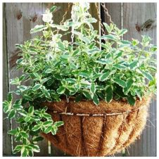 Мята Ананасминце (Ananasminze) С2-3 л