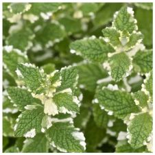 Мята Ананасминце (Ananasminze) С2-3 л