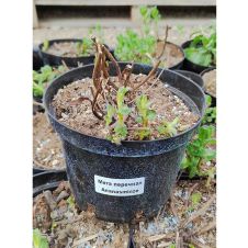 Мята Ананасминце (Ananasminze) С2-3 л