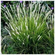 Сеслерия серебристая (осенняя) С2-3 л