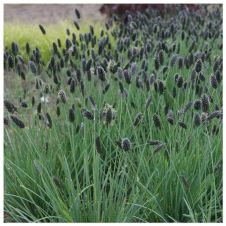 Сеслерия серебристая (осенняя) С2-3 л