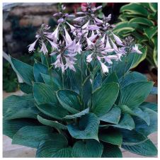 Хоста Гиацинтина (Hyacinthina) С2-3 л