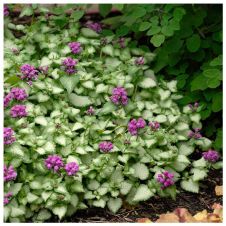 Яснотка Пёпл Дрэгон (Purple Dragon) С2-3 л