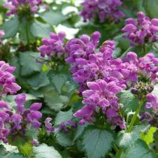 Яснотка Пёпл Дрэгон (Purple Dragon) С2-3 л