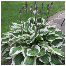 Хоста Франсе (Francee) С2-3 л