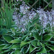 Хоста Франсе (Francee) С2-3 л