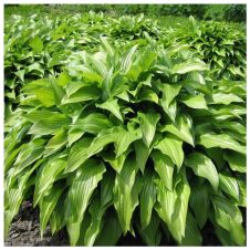 Хоста ланцетолистная (Hosta lancifolia) С2-3 л