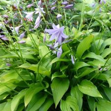 Хоста ланцетолистная (Hosta lancifolia) С2-3 л