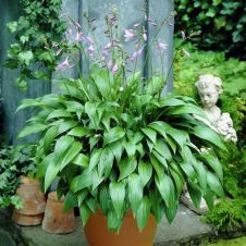 Хоста ланцетолистная (Hosta lancifolia) С2-3 л