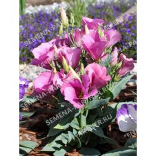 Эустома карликовая МИСС МАЙЛИ F1, 5 шт