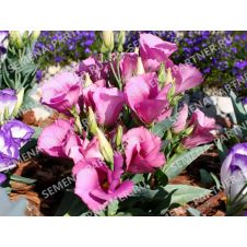 Эустома карликовая МИСС МАЙЛИ F1, 5 шт