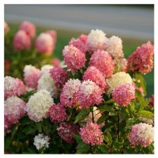 Гортензия метельчатая Touch of Pink (Тач оф пинк) С5 30-40 см
