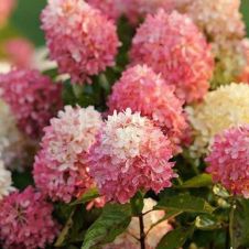 Гортензия метельчатая Touch of Pink (Тач оф пинк) С5 30-40 см