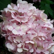 Гортензия метельчатая Touch of Pink (Тач оф пинк) С5 30-40 см