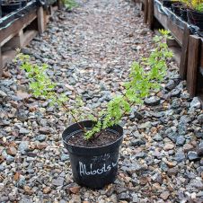 Лапчатка кустарниковая Abbotswood (Эбботсвуд) С2/3 20-25 см