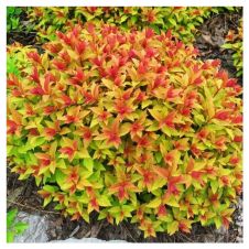 Спирея японская Голдфлейм (Goldflame) С5