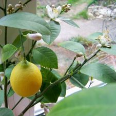 Саженец Цитрус Лимон Мейера (Cítrus × méyeri)