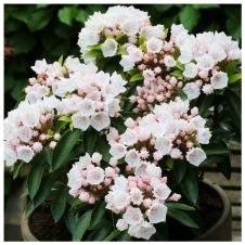 Кальмия широколистная Эльф (Elf), коробка