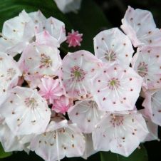 Кальмия широколистная Эльф (Elf), коробка