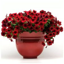 Петуния Ампельная Гибридная (Petunia X Hybrida) Easy Wave F1 Red Velour P9