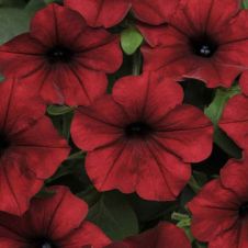 Петуния Ампельная Гибридная (Petunia X Hybrida) Easy Wave F1 Red Velour P9