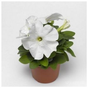 Петуния Крупноцветковая (Petunia Grandiflora) Duvet F1 White