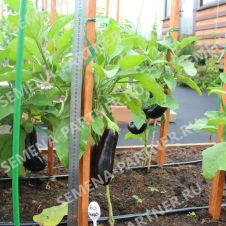 Баклажан Алмаз Партнер