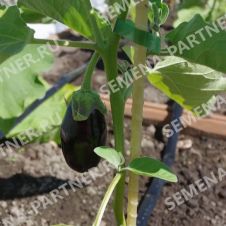 Баклажан Алмаз Партнер