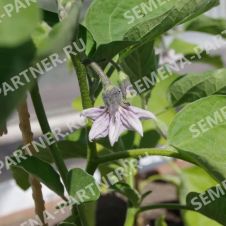 Баклажан Алмаз Партнер